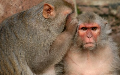 Announcing the Red Desert Violin Question and Answer Archive